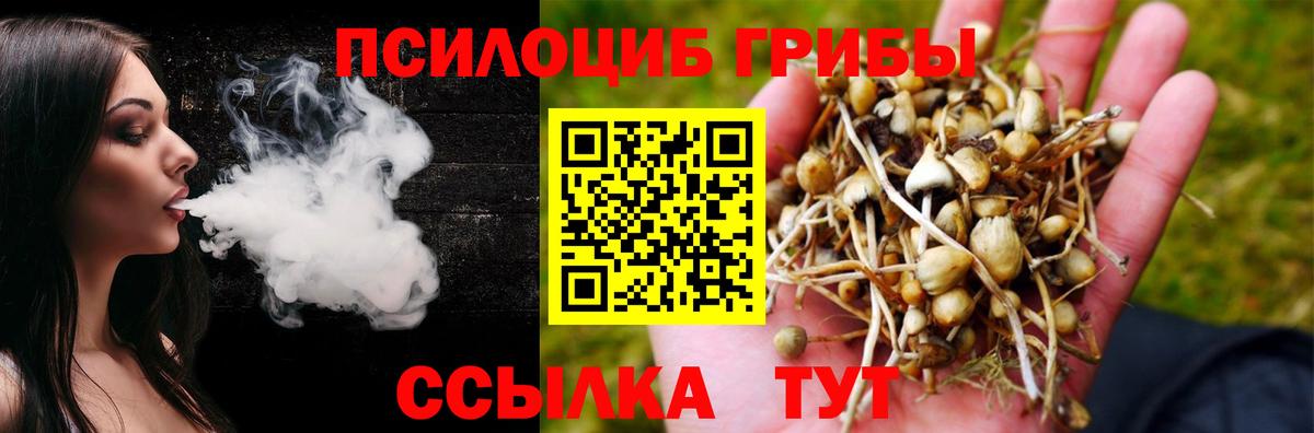 Псилоцибиновые грибы Psilocybe Карасук